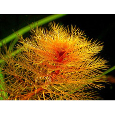 Myriophyllum Tuberculatum